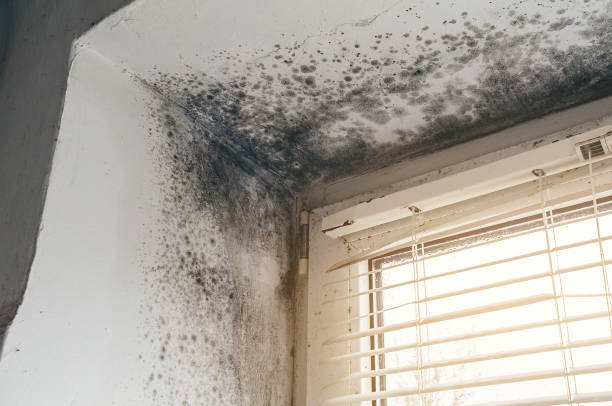 Affordable Basement Mold Removal solutions in Hopewell, TN