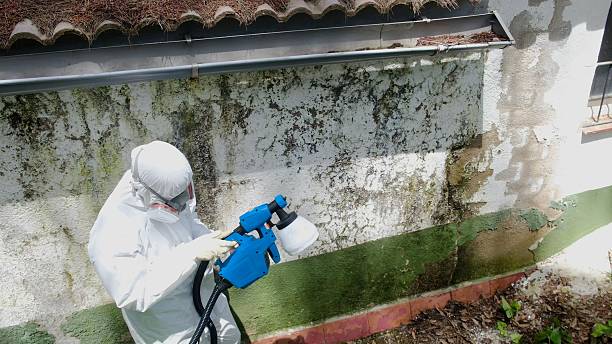 Top rated local Basement Mold Removal specialists in Hopewell, TN